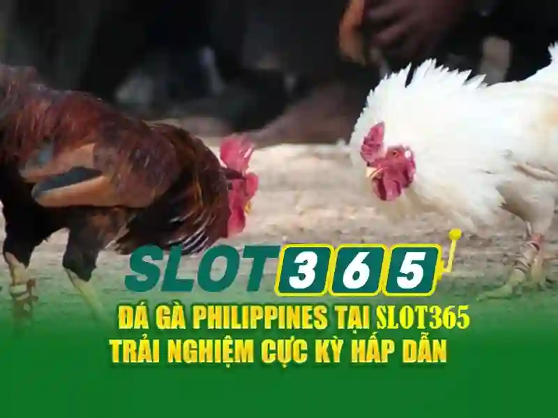 Hỗ trợ Slot365: Dẫn đường trải nghiệm phiên bản mới Slot365