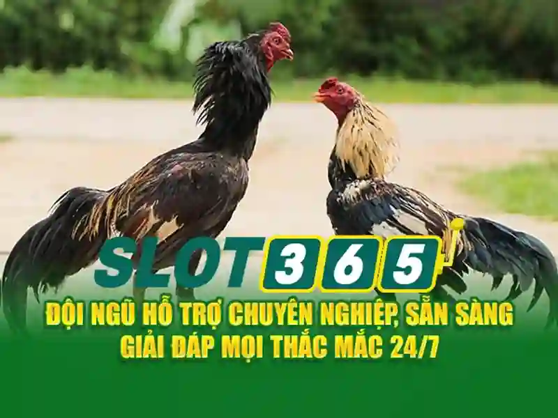 Slot365: Tổng quan về nền tảng slot online hàng đầu