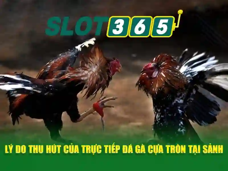 đánh giá Slot365 – tổng quan slot365 net và games