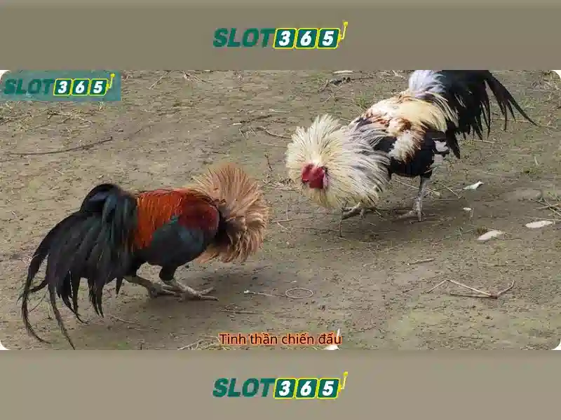 Slot365 va su noi bat cua nen cong nghiep casino truc tuyen