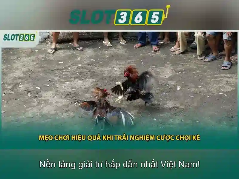 Slot365 - Nền tảng quay thưởng trực tuyến\n